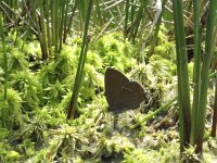 Satyrium ilicis 15, Bruine eikenpage, Saxifraga-Rob Felix : Animalia, Arthropoda, Insecta, Lepidoptera, Project Natuurbalans, animal, arthropod, butterfly, dier, dieren, geleedpotige, geleedpotigen, insect, insecten, vlinder, vlinders