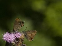 Satyrium ilicis 22, Bruine eikenpage, Saxifraga-Jan van der Straaten