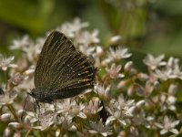 Satyrium ilicis 23, Bruine eikenpage, Saxifraga-Jan van der Straaten