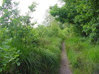 Satyrium ilicis 3, Bruine eikenpage, habitat, Vlinderstichting-Henk Bosma