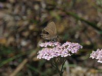 Satyrium ilicis 30, Bruine eikenpage, Saxifraga-Henk Sierdsema