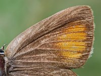 Satyrium ilicis 38, Bruine eikenpage, Saxifraga-Ab H. Baas