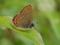 Satyrium pruni 6, Pruimenpage, Vlinderstichting-Albert Vliegenthart