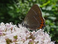 Satyrium pruni 9, Pruimenpage, Saxifraga-Mark Zekhuis