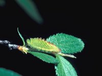 Satyrium pruni 1, Pruimenpage, Saxifraga-Frits Bink