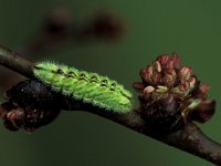 Satyrium w-album 2, Iepenpage, Vlinderstichting-Harold van den Oetelaar