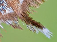 Satyrium w-album 21, Iepenpage, Saxifraga-Ab H. Baas