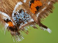 Satyrium w-album 23, Iepenpage, Saxifraga-Ab H. Baas