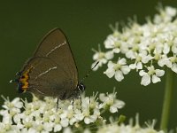 Satyrium w-album 9, Iepenpage, Saxifraga-Jan van der Straaten