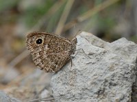 Satyrus actaea 2, Kleine saterzandoog, Saxifraga-Arthur van Dijk