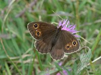 Satyrus ferula 10, Grote saterzandoog, female, Saxifraga-Jan van der Straaten