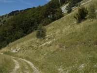 Satyrus ferula 13, Grote saterzandoog, F, Drome, Treschenu Creyers, Col de Mene, Saxifraga-Marijke Verhagen