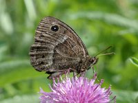 Satyrus ferula 16, Grote saterzandoog, male, Saxifraga-Jan van der Straaten