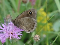 Satyrus ferula 17, Grote saterzandoog, male, Saxifraga-Jan van der Straaten