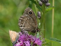 Satyrus ferula 19, Grote saterzandoog, male, Saxifraga-Jan van der Srtraaten