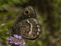 Satyrus ferula 20, Grote saterzandoog, male, Saxifraga-Marijke Verhagen