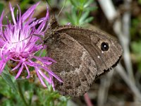 Satyrus ferula 21, Grote saterzandoog, male, Saxifraga-Jan van der Straaten