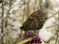 Satyrus ferula 25, Grote saterzandoog, male, Saxifraga-Marijke Verhagen