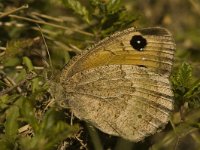 Satyrus ferula 3, Grote saterzandoog, female, Saxifraga-Jan van der Straaten