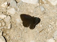 Satyrus ferula 30, Grote saterzandoog, male, Saxifraga-Marijke Verhagen