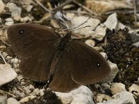 Satyrus ferula 31, Grote saterzandoog, male, Saxifraga-Jan van der Straaten