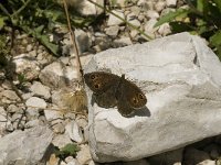 Satyrus ferula 33, Grote saterzandoog, female, Saxifraga-Jan van der Straaten