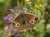 Satyrus ferula 35, Grote saterzandoog, female, Saxifraga-Jan van der Straaten