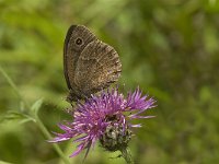 Satyrus ferula 38, Grote saterzandoog, male, Saxifraga-Jan van der Straaten