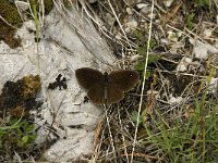 Satyrus ferula 40, Grote saterzandoog, male, Saxifraga-Jan van der Straaten