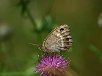 Satyrus ferula 44, Grote saterzandoog, Saxifraga-Dirk Hilbers