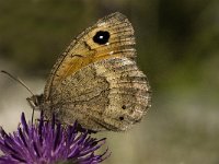 Satyrus ferula 5, Grote saterzandoog, female, Saxifraga-Jan van der Straaten