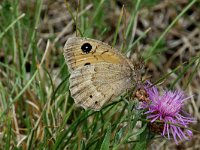 Satyrus ferula 6, Grote saterzandoog, female, Saxifraga-Jan van der Straaten