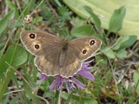 Satyrus ferula 8, Grote saterzandoog, female, Saxifraga-Jan van der Straaten