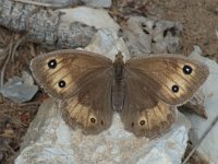 Satyrus ferula 9, Grote saterzandoog, female, Saxifraga-Jan van der Straaten