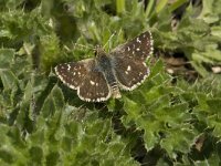 Spialia sertorius 10, Kalkgraslanddikkopje, male, Saxifraga-Jan van der Straaten