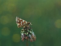 Spialia sertorius 15, Kalkgraslanddikkopje, Vlinderstichting-Henkjan Kieviet