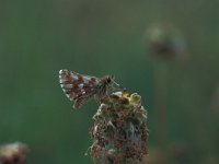 Spialia sertorius 16, Kalkgraslanddikkopje, Vlinderstichting-Kars Veling