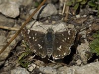 Spialia sertorius 2, Kalkgraslanddikkopje, female,  Saxifraga-Jan van der Straaten