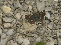 Spialia sertorius 23, Kalkgraslanddikkopje, male, Saxifraga-Jan van der Straaten