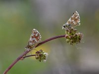 Spialia sertorius 27, Kalkgraslanddikkopje, Saxifraga-Luuk Vermeer