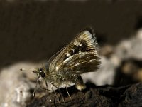 Spialia sertorius 5, Kalkgraslanddikkopje, male, Saxifraga-Marijke Verhagen