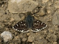 Spialia sertorius 8, Kalkgraslanddikkopje, male, Saxifraga-Jan van der Straaten