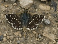 Spialia sertorius 9, Kalkgraslanddikkopje, male, Saxifraga-Jan van der Straaten