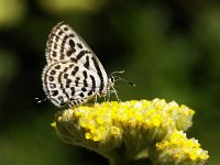 Tarucus balkanica 8, Klein christusdoornblauwtje, Vlinderstichting-Chris van Swaay  5.15 13:56