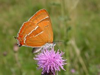 Thecla betulae 7, Sleedoornpage, male, Saxifraga-Mark Zekhuis