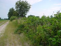 Thymelicus lineola 10, Zwartsprietdikkopje, habitat, Vlinderstichting-Henk Bosma