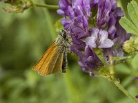 Thymelicus lineola 11, Zwartsprietdikkopje, male, Saxifraga-Jan van der Straaten