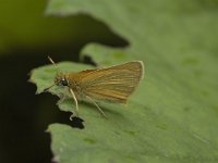 Thymelicus lineola 12, Zwartsprietdikkopje, male, Saxifraga-Jan van der Straaten