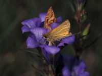 Thymelicus lineola 14, Zwartsprietdikkopje, male, Vlinderstichting-Ben  Prius