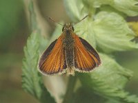 Thymelicus lineola 16, Zwartsprietdikkopje, male, Saxifraga-Jan van der Straaten